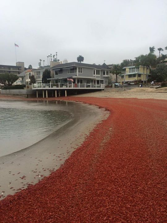 China Cove Crabs