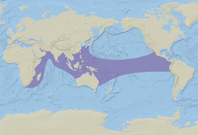 yellow-bellied_sea_snake_map