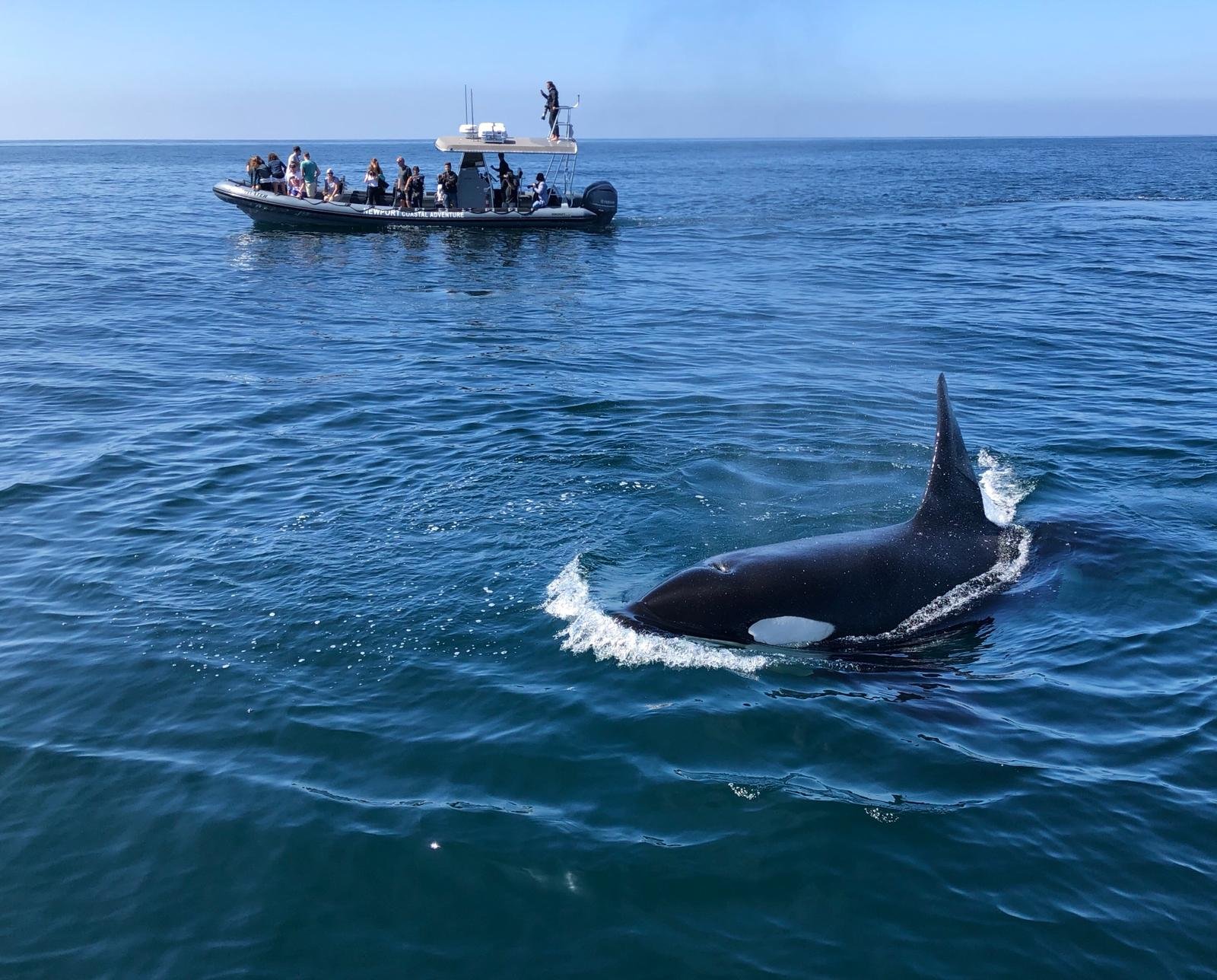 beached killer whale