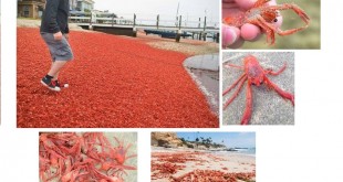 Tuna Crab photos by Balboa Island resident Tim Hamilton